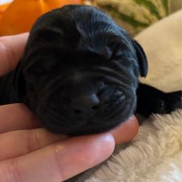 Peach Cobbler - Black female Labrador Retriever puppy in Taylors, South Carolina from Spring Water Labs of the Carolinas