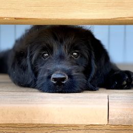 Australian Labradoodle Puppies from Quail Creek Doodles