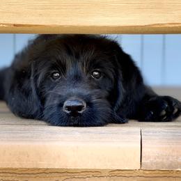 Australian Labradoodle Puppies from Quail Creek Doodles