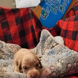 Valor - Cream male Dachshund puppy in Hollis, Oklahoma from Write Breed Doxies