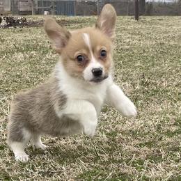 Cooky - Pembroke Welsh Corgi puppy in Oklahoma from Southern Cottage Pups