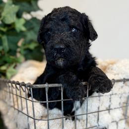 Splash - Black male Goldendoodle puppy in Wyandotte, Oklahoma from Goldendoodles of NE OK