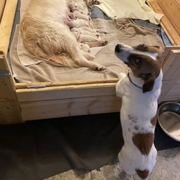Golden Retriever and Jack Russell Terrier Puppies from Shelby Burleson's Golden Retrievers and Jack Russell Terriers