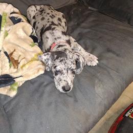 Great Dane Puppies from Morgan's North Alabama Danes