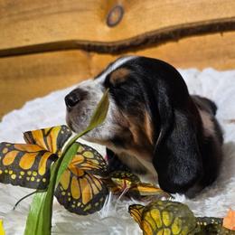 Kennedy - Black brown and white male Basset Hound puppy in Big Rapids, Michigan from Basket Hound Bassets