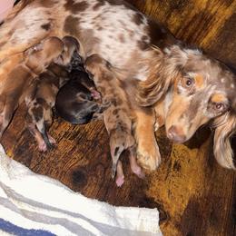 Gypsy - Dachshund