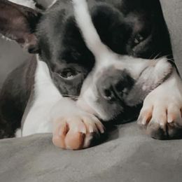 Boston Terriers and French Bulldogs from Pickarts Pups Frenchton and Boston Terrier