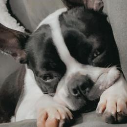 Boston Terriers and French Bulldogs from Pickarts Pups Frenchton and Boston Terrier