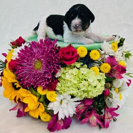 Girl 4 - female Bernedoodle puppy in Harpers Ferry, West Virginia from Oso Perfect Poodles and Doodles