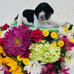 Girl 4 - female Bernedoodle puppy in Harpers Ferry, West Virginia from Oso Perfect Poodles and Doodles