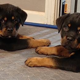 Rottweilers from Schone Rasse Rottweilers
