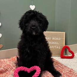 Girl 1 - Black and white female Aussiedoodle puppy in Saratoga Springs, New York from Rock Springs Australian Shepherds