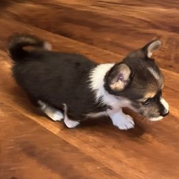 Girl 1 - female Pembroke Welsh Corgi puppy in Muncie, Indiana from Optimistic Corgis