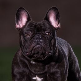 Fatz - French Bulldog