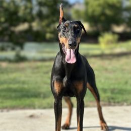Cho - Doberman Pinscher
