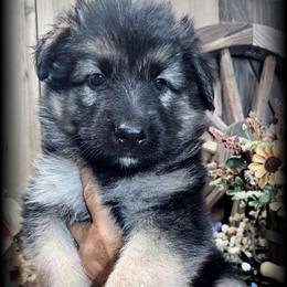 Ranger - Black and tan male German Shepherd puppy in Sequim, Washington from German Shepherd Haus
