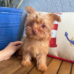 Valentino - Liver male Yorkshire Terrier puppy in Fort Myers, Florida from Katherine’s Yorkies and Poodles