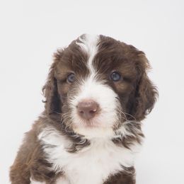 Bernedoodle, Bordoodle, and Poodle Puppies from Pacific Northwest Doodles