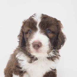 Bernedoodle, Bordoodle, and Poodle Puppies from Pacific Northwest Doodles