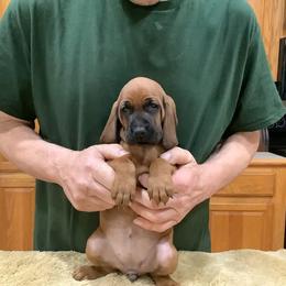 Miss Yellow - Red female Redbone Coonhound puppy in Madisonville, Tennessee from Blackstone Valley Hounds