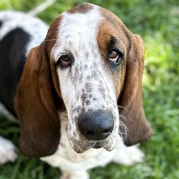 Betty - Basset Hound