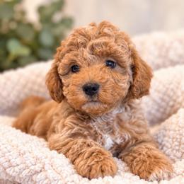 Percy - Cream male Maltipoo puppy in Tolono, Illinois from The Golden Rule Doodles and Poos