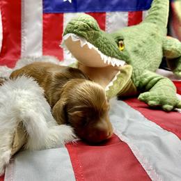 Dachshund Puppies from Hart Dachshunds