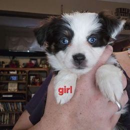 Minimal merle female - Black & white Miniature Australian Shepherd puppy in Burnsville, North Carolina from Grassy Woods Farm Dogs