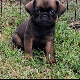 Blue - Belge male Brussels Griffon puppy in Ashland, Massachusetts from Amelyn Show Dogs