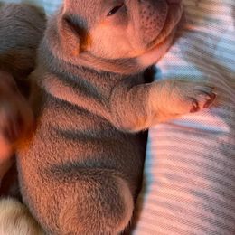 French Bulldog Puppies from Langiappe Frenchies