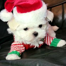 Maltese and Morkie Puppies from K and E Small Breed Puppies