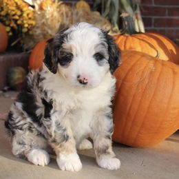 Aussiedoodle and Goldendoodle Puppies from Skyridge Doodles