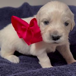 Mr Red - Light golden male Golden Retriever puppy in Denton, Texas from Farley Goldens