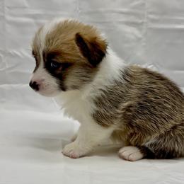 Pembroke Welsh Corgi Puppies from Crown Legacy Pembroke Corgis