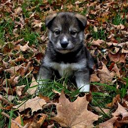 Girl - Agouti and white female Siberian Husky puppy in Oscoda, Michigan from Sstar