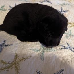 Silver - Black female German Shepherd puppy in Luna, New Mexico from Von De León German Shepherds