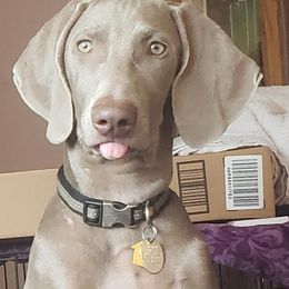 Reba - Weimaraner