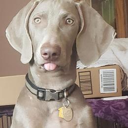 Reba - Weimaraner