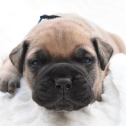 Banks - Fawn male Bullmastiff puppy in Chickasha, Oklahoma from Rustic Lace