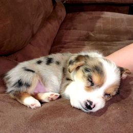 American Corgis and Pembroke Welsh Corgis from Cordova Corgis
