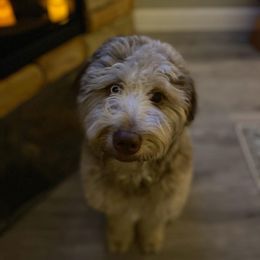 Aussiedoodle All Grown Up from Aspen Mountain Doodles LLC
