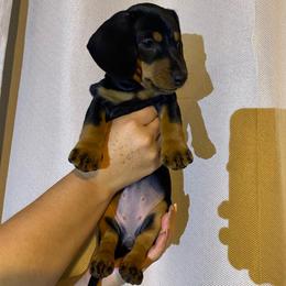 Lucy - Dachshund