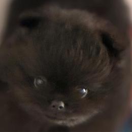 Amadeus - Black male Pomeranian puppy in Palatka, Florida from Sugarland Pomeranians