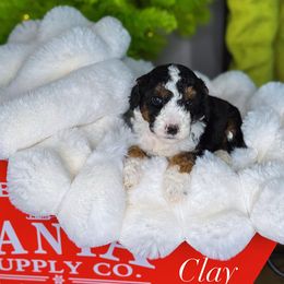 Clay - Tri-color male Bernedoodle puppy in West Jordan, Utah from Doodles Friend