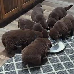 Male 4 - Brown male Newfoundland puppy in Burfordville, Missouri from Umfleet Farms