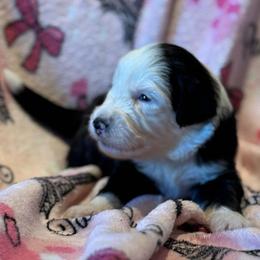 CUPCAKE - Black and white female Sheepadoodle puppy in Riverside, California from Downtown Doodles & Frenchies