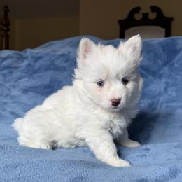 Lilo - White female Pomsky puppy in Winchendon, Massachusetts from Mountain View Pomskies