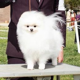 Heaven - Pomeranian