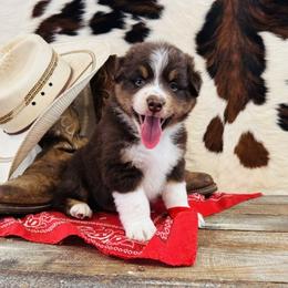 BLEU - Red tri-color male Australian Shepherd puppy in Durand, Wisconsin from Larson’s Legacy Aussome Aussie Kennels