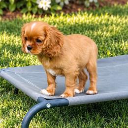 Morgan - Ruby male Cavalier King Charles Spaniel puppy in Temecula, California from McKenna Cavaliers in Southern California